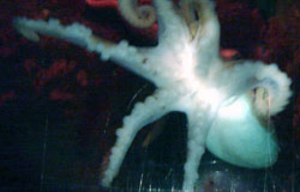 Seksarmet blæksprutte
