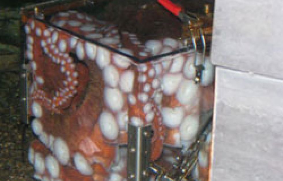 Blæksprutte uden klaustrofobi