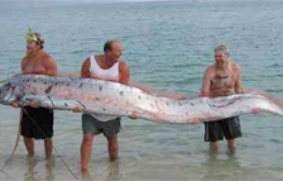 Kæmpefisk fundet på svensk strand
