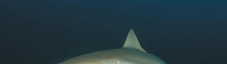 Scuba Libre - uovertrufne naturoplevelser på Cuba