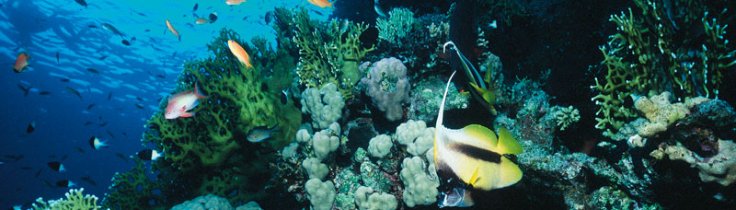 Koraller - økosystemet på Great Barrier Rief