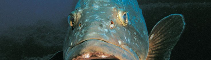 Sardinien - Barserne, hornkorallerne (og isvaflerne)