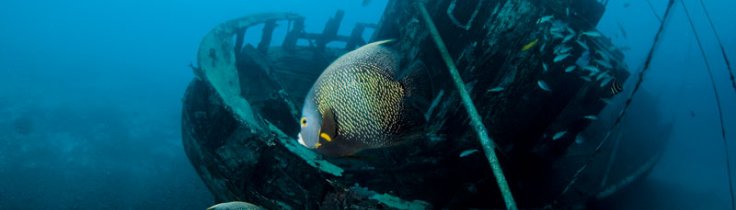 Bonaire - Total Diving Freedom