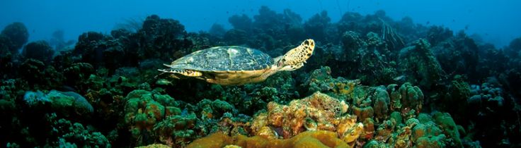 Bonaire – mekka for kystdykning