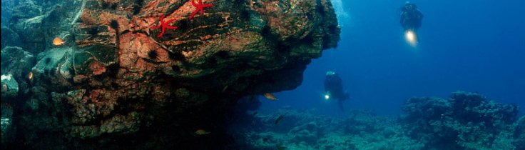 Fuerteventura – mød havets engle