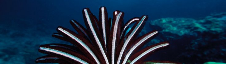 Koh Lanta – en lysende stjerne