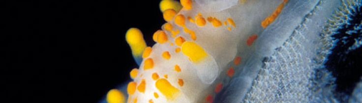 Nøgensnegle – havets orkidéer