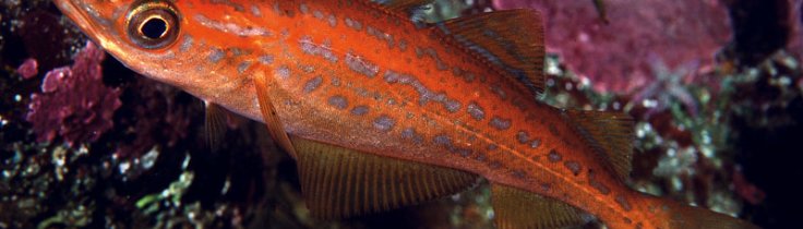 Levende liv – lubbe