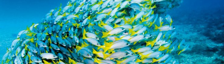  Kap Verde – fisk i spandevis