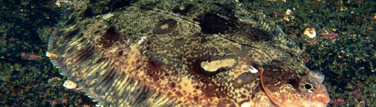 Levende liv – rødtunge