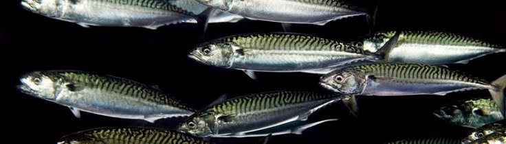 Må man spise fisk? – træf dit eget valg