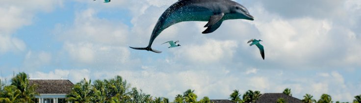 Delfiner, hajer og blå huller – storslået dykning på Bahamas