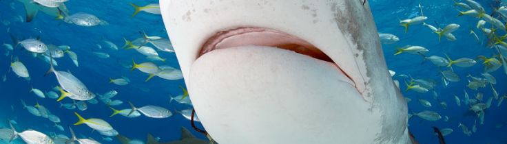 [HAJ-UGE] Sharkoholics – blandt hajmisbrugere på Bahamas