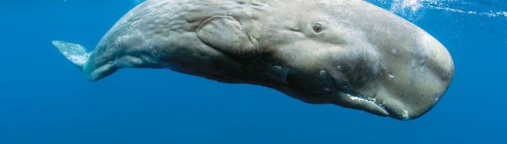 Nutidens Moby Dick – en fredelig kæmpe