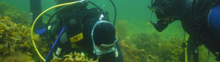 Dyk på skemaet – dykning som undervisningsredskab