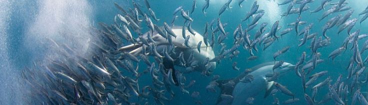 Myldretid – Sardine Run i Sydafrika 