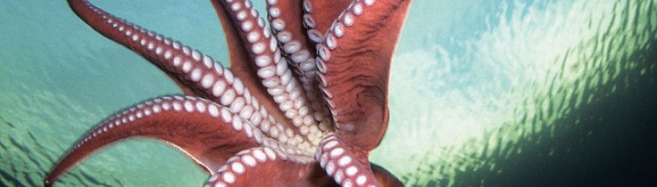 Klart som blæk – mød Stillehavets kæmpeblæksprutter