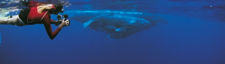 Svømme med kæmper – hvem pukler hvalerne for?