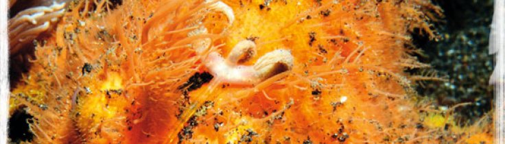 Makro, mimick og mandariner – Lembeh Strait, muck-dykningens mekka