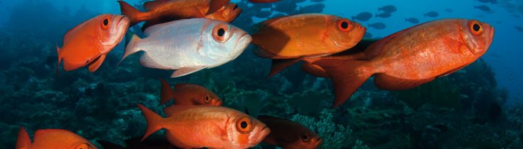 Thailand – velsignet med to rige oceaner