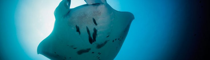 Thailands undervandsindbyggere - En marinebiologisk opdatering