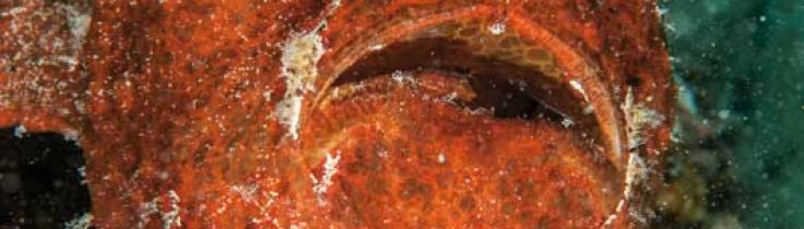 Mabul & Sipadan – en stærk kombination