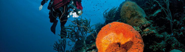 Bonaire – Total dykkefrihed