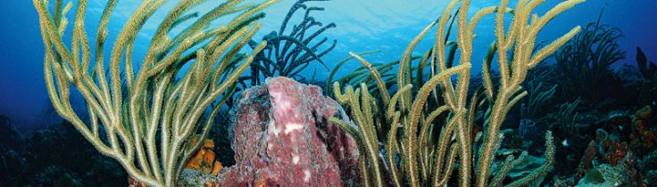 Tobago – grønt er skønt