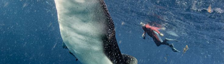 TOP 10 – dyk med store dyr