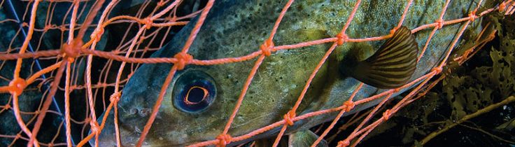 Fisk på tallerknen – hvad må vi spise? 