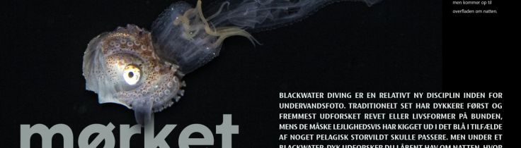 Et skud i mørket – Hvad er blackwater diving?