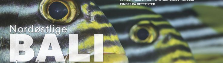 Nordøstlige Bali – Koralrev, vrag og vulkanske makromotiver