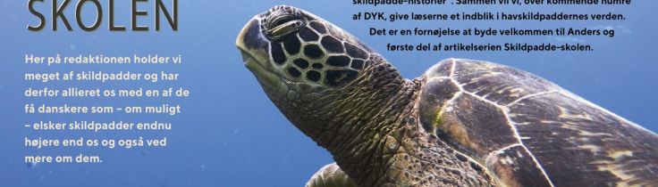 Skildpaddeskolen: Del 1 – Dykker, kend din havskildpadde