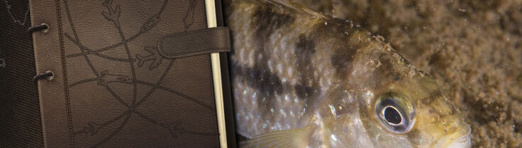  Fra Frodes Logbog – Rwanda