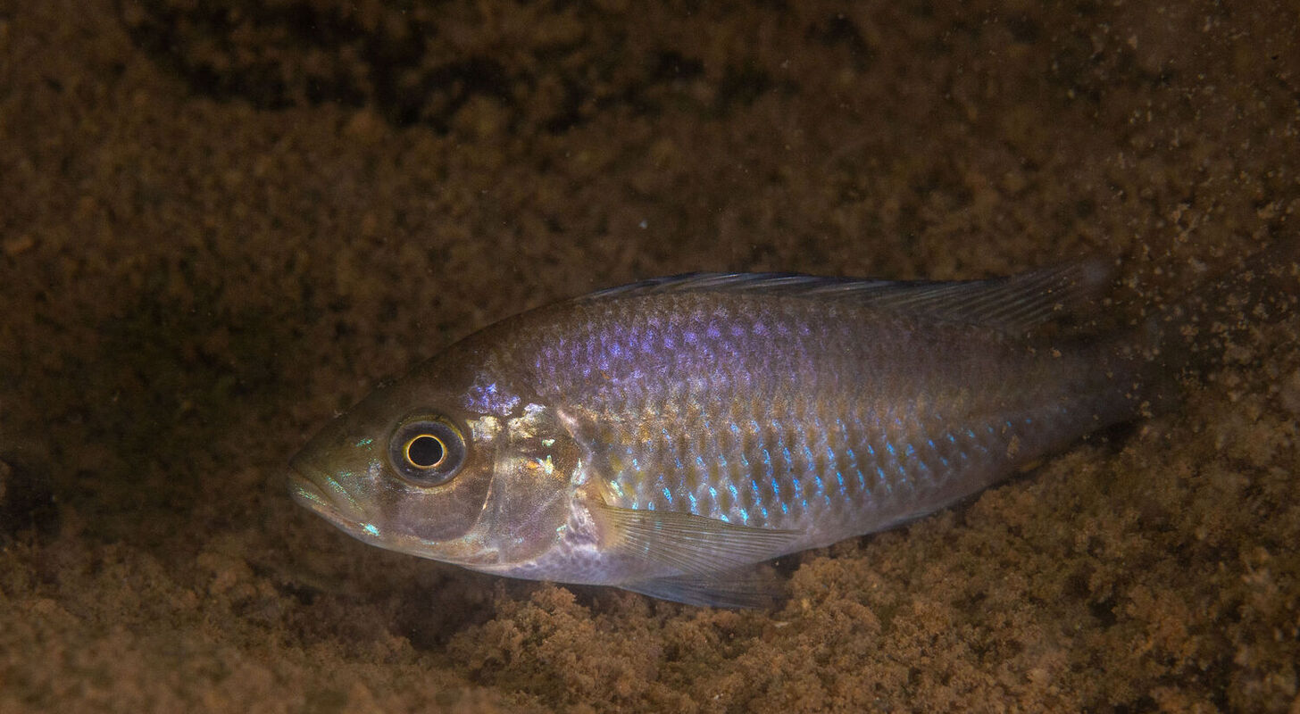 Fra Frodes Logbog – Rwanda