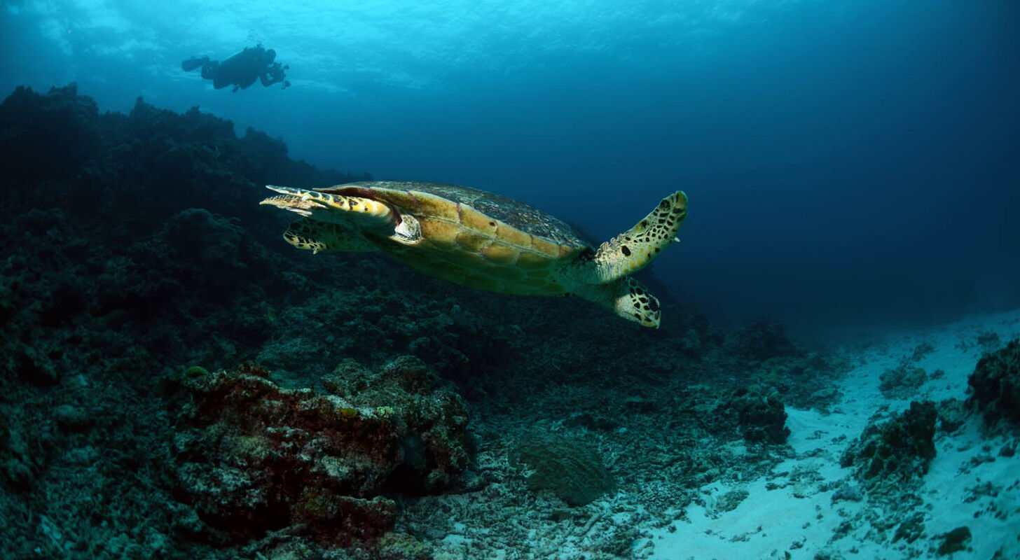 Okinawa og havskildpadder hører uomtvisteligt tæt sammen. Når du dykker i havet omkring Okinawa er du næsten garanteret at møde havskildpadder.