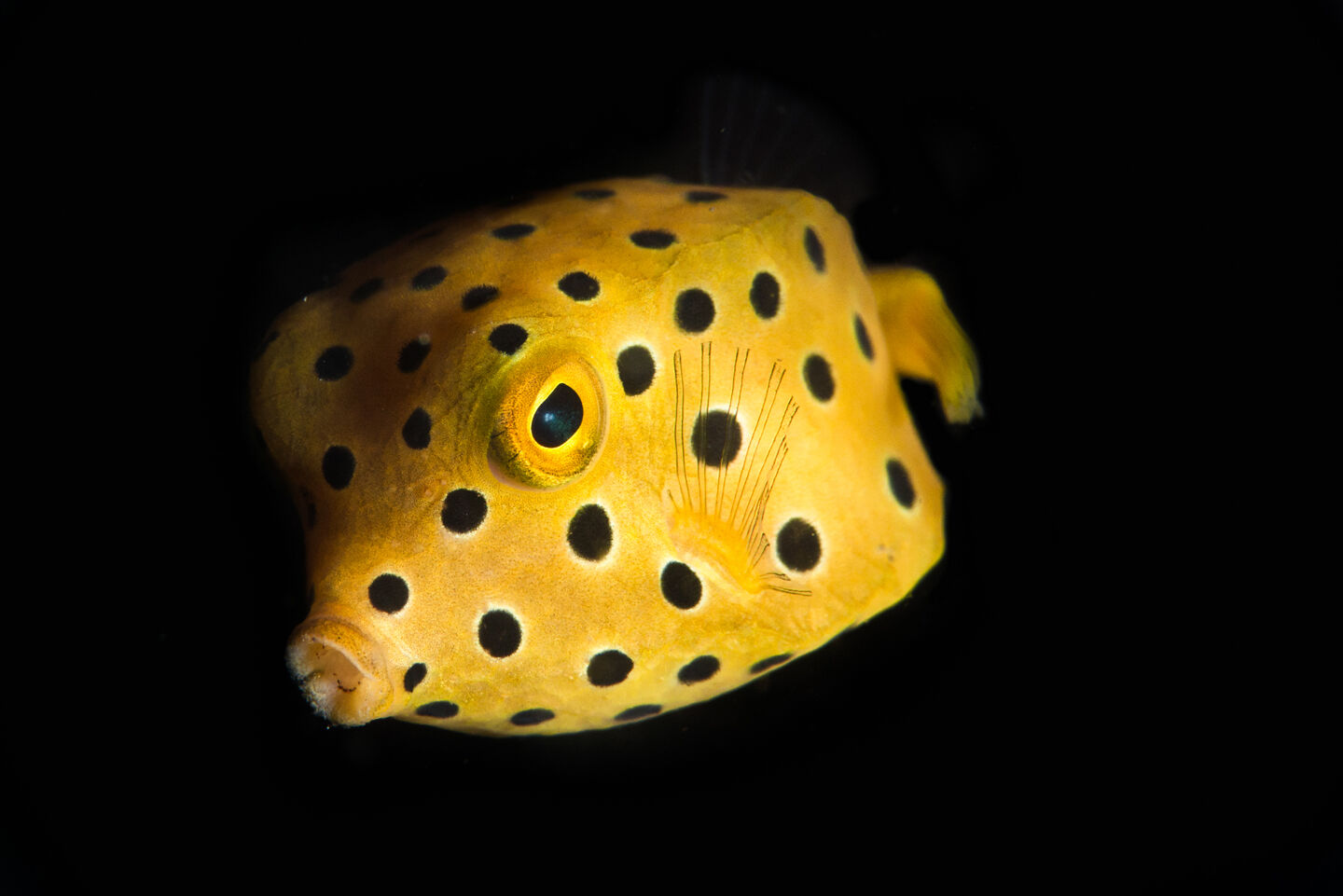 Juvenile yellow boxfish (Ostracion cubicus)