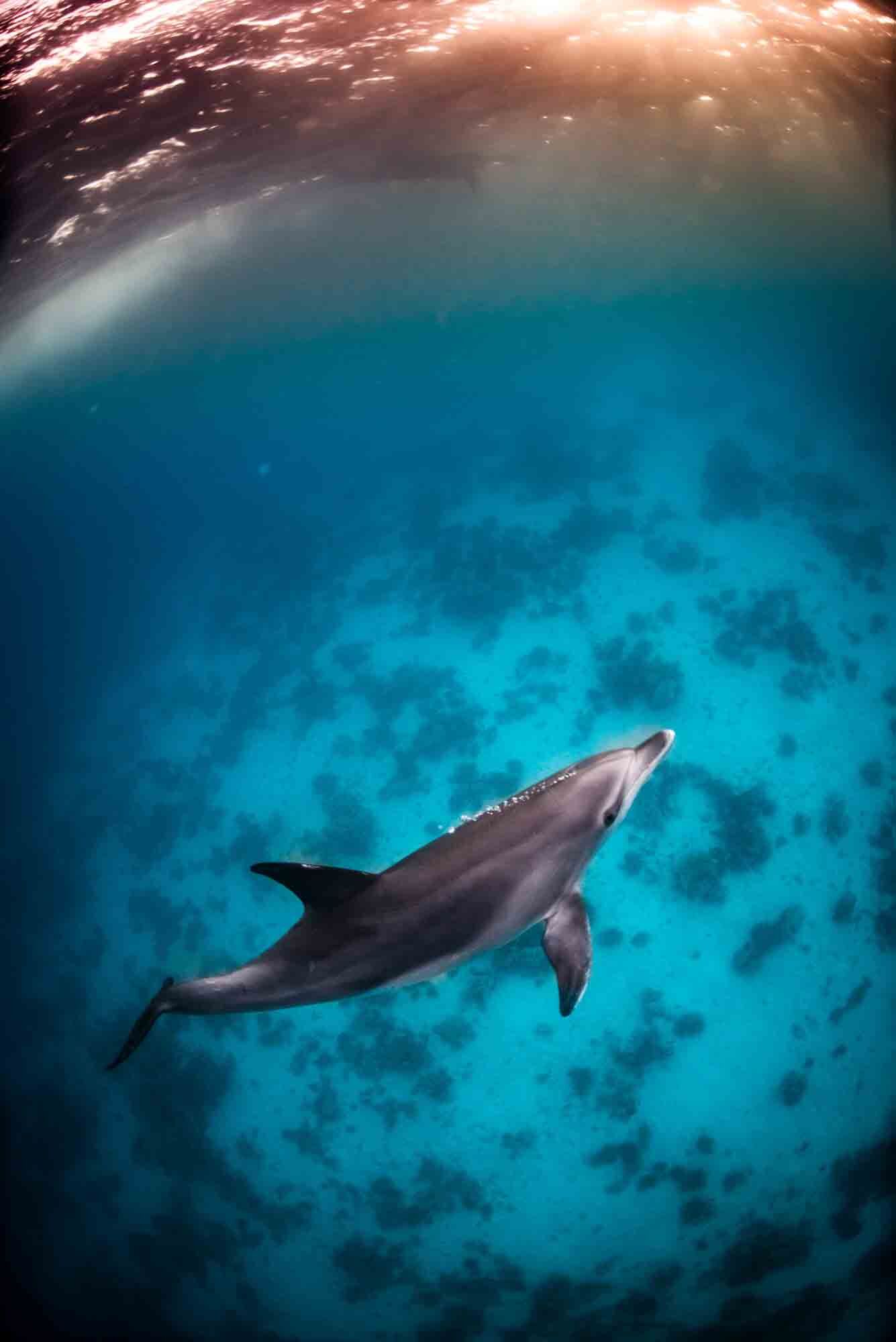 Delfin i solnedgangen - Rødehavet