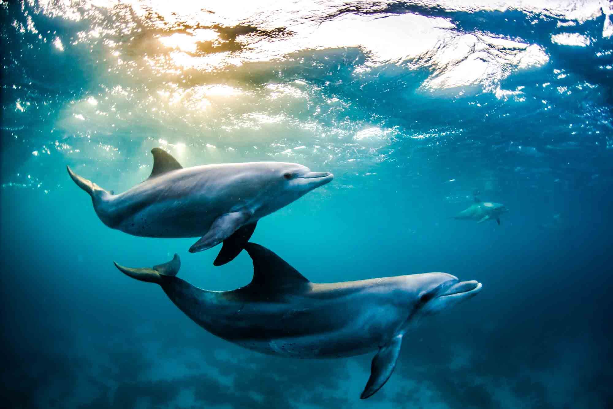 Delfiner i solnedgangen- Rødehavet