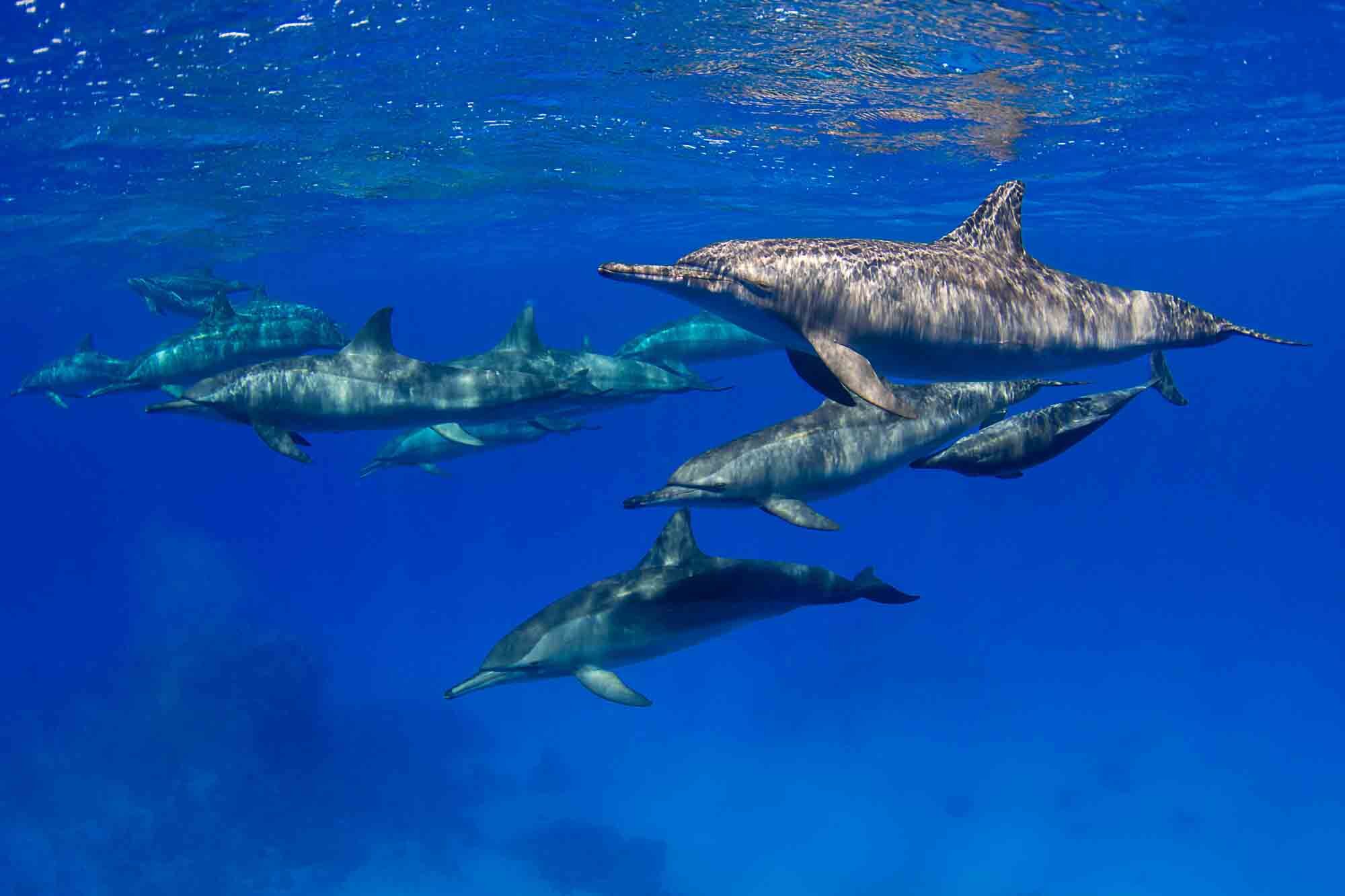 Spinner dolphins på Samadai Reef.