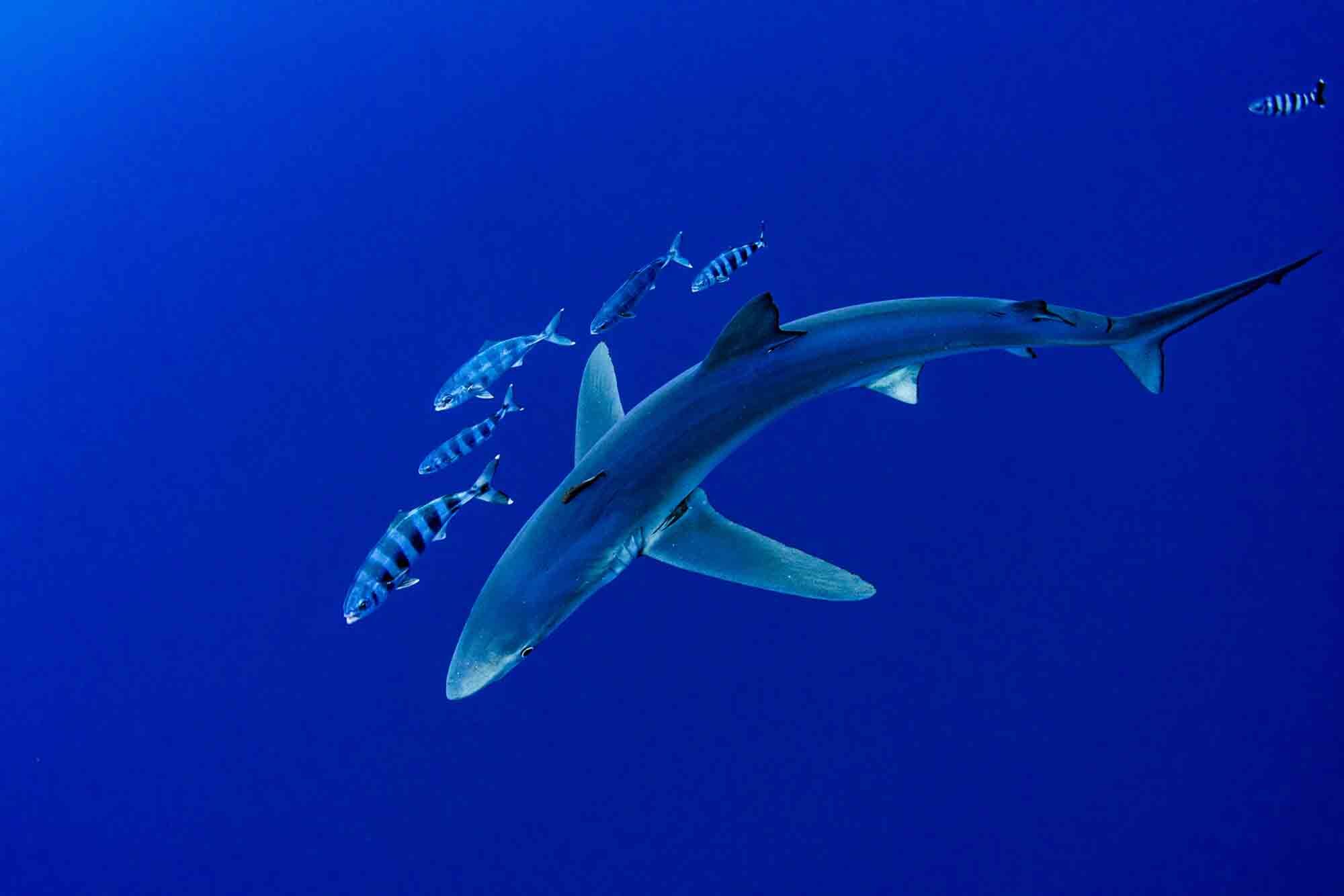 Blue Shark, Azorerme 2016. Nikon D500