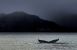 Døde hvaler vækker undren i Grønland