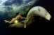 Dykker nøgen med hvidhvaler i Polarhavet  