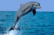 Delfiner tåler trykfaldssyge