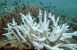 Blegede koraller på Great Barrier Reef. Foto: Wikimedia