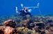 Forsker Tim Gordon sætter en undervandshøjtaler op på et koral-rev.