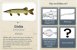 Svensk app hjælper dig med fisk