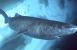 Er grønlandshajen den langsomste fisk?  
