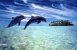 Delfiners rettigheder deler forskerne 