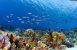 Koralrev ødelagt af illegalt fiskeri